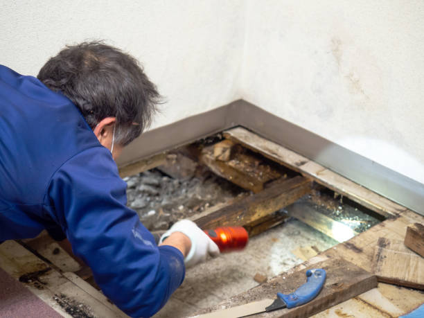 Best Toxic Mold Removal  in Biscoe, NC