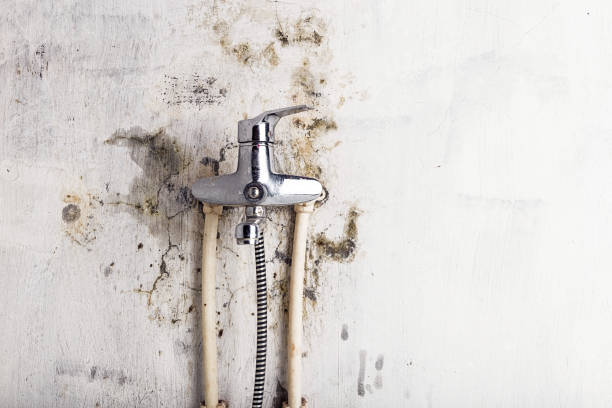 Best Commercial Mold Removal  in Biscoe, NC
