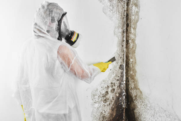 Best Affordable Mold Removal  in Biscoe, NC