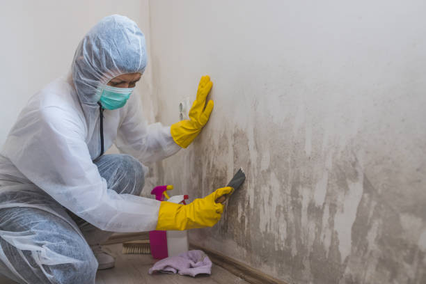 Best Mold Cleaning Services  in Biscoe, NC
