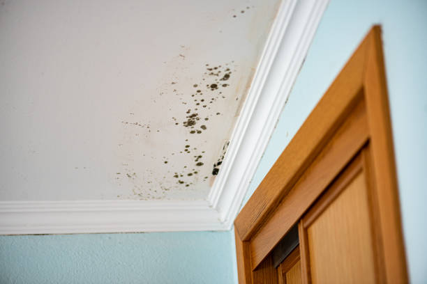 Best Mold Removal Company Near Me  in Biscoe, NC