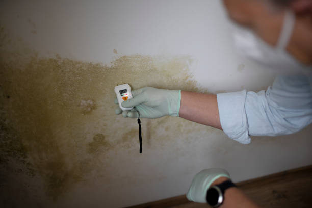 Mold Removal and Inspection in Biscoe, NC
