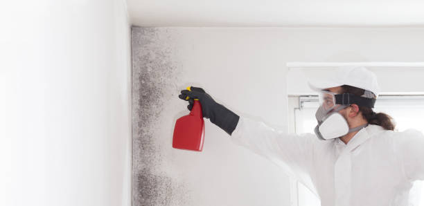 Best Black Mold Removal  in Biscoe, NC