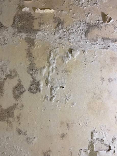 Best Water Damage Restoration  in Biscoe, NC