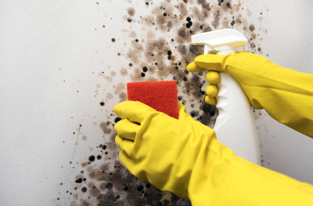 Best Certified Mold Removal  in Biscoe, NC