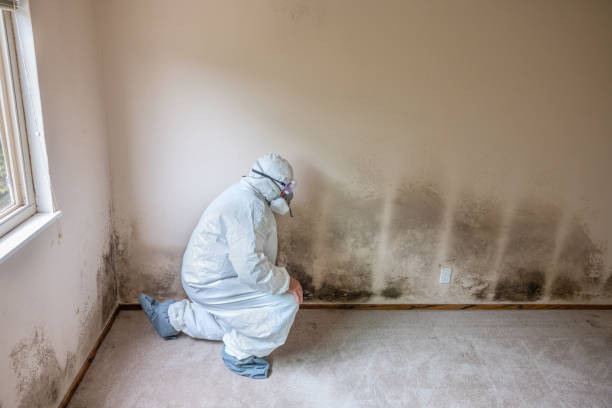 Best Mold Damage Repair  in Biscoe, NC