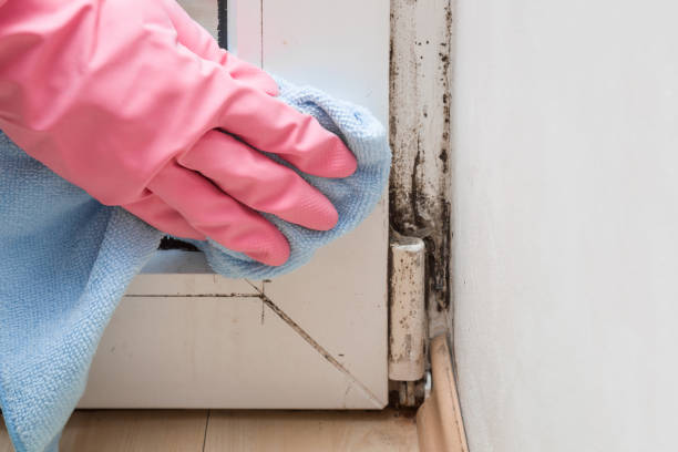 Best Office Mold Removal Services  in Biscoe, NC