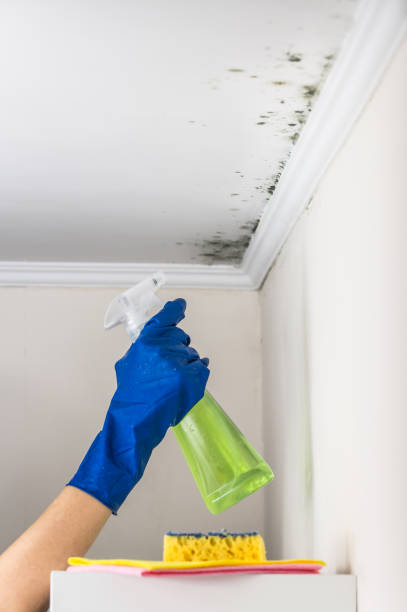 Best Home Mold Removal  in Biscoe, NC